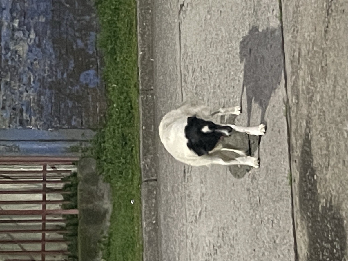 Foto de Perrito