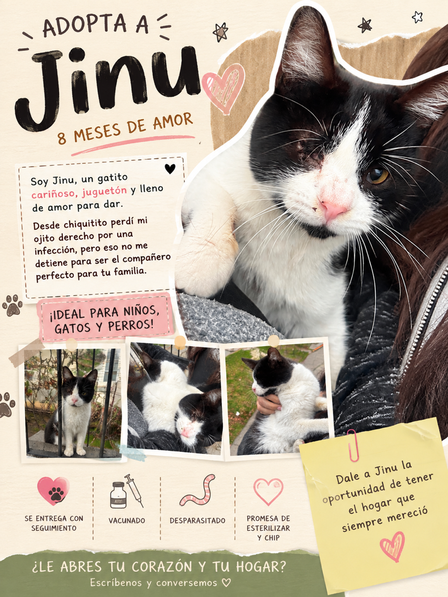 Foto de Jinu, gato en adopción en Ñuñoa