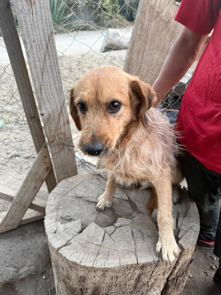 Foto de Nugget, perro en adopción