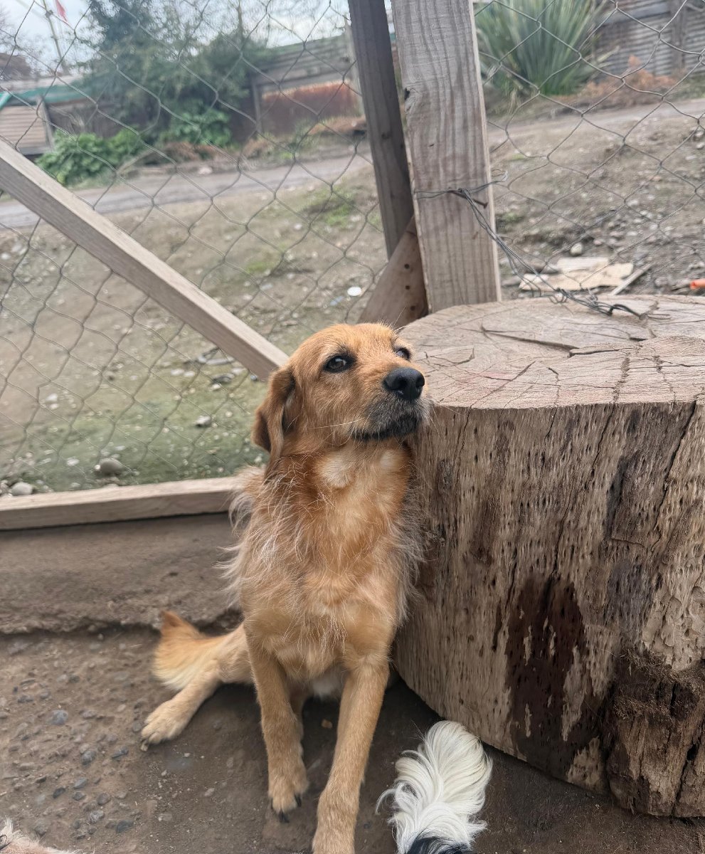 Foto de Nugget