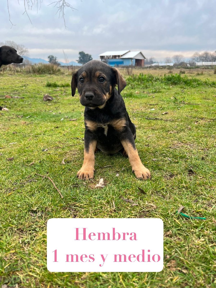 Foto de Cachorrita