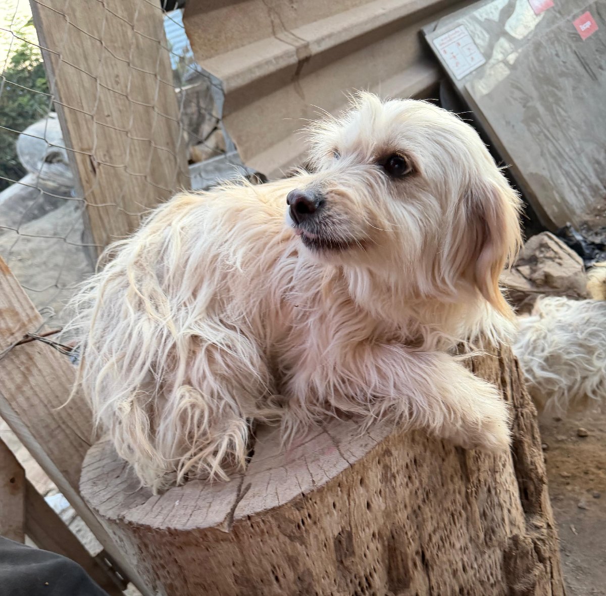 Foto de Marraqueta, perro en adopción