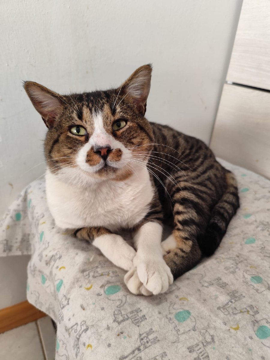 Foto de Trueno
