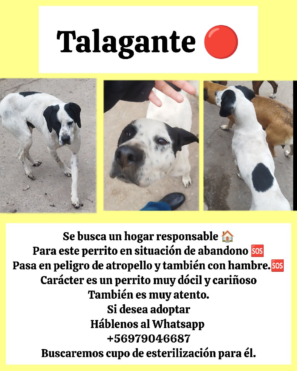 Foto de Perrito