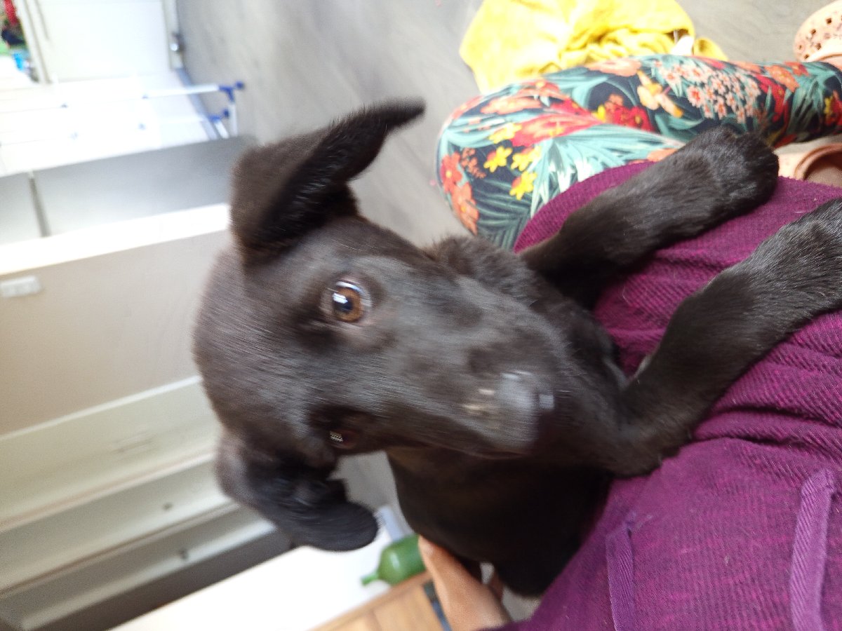 Foto de Luchito y Rolando, perro en adopción en Melipilla