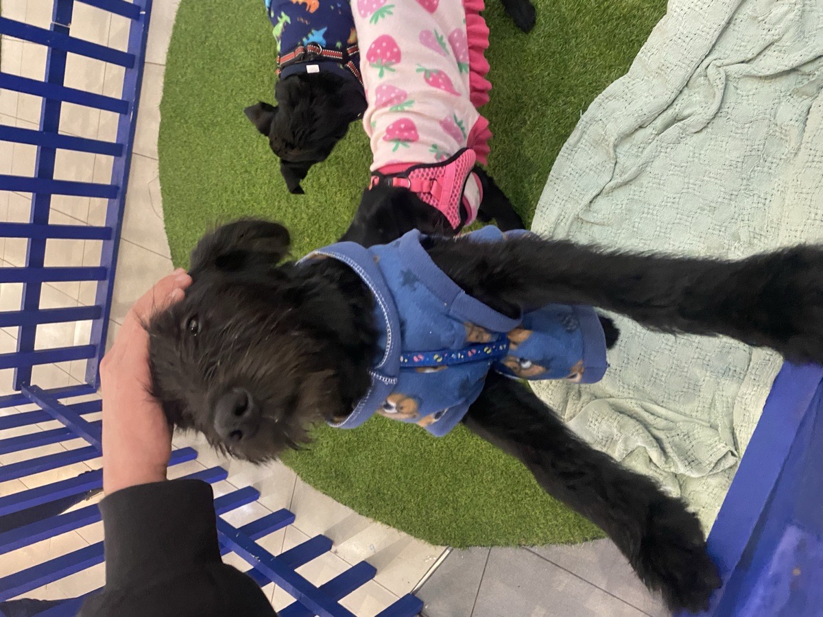 Foto de Tobi