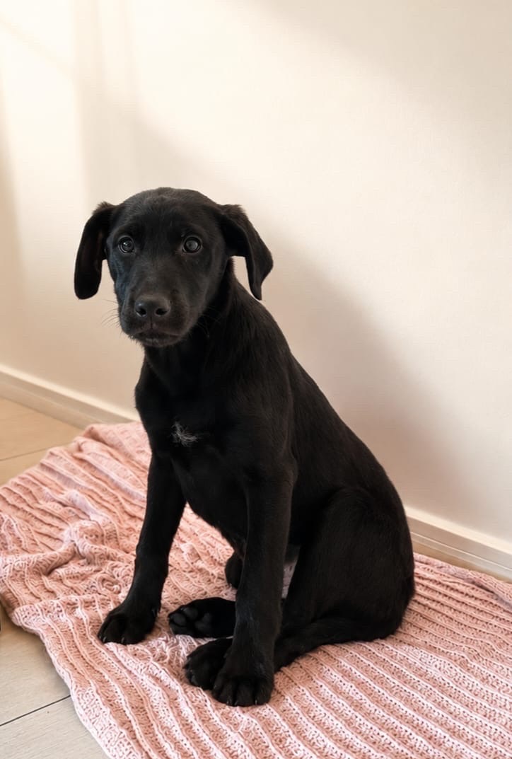 Foto de Theo