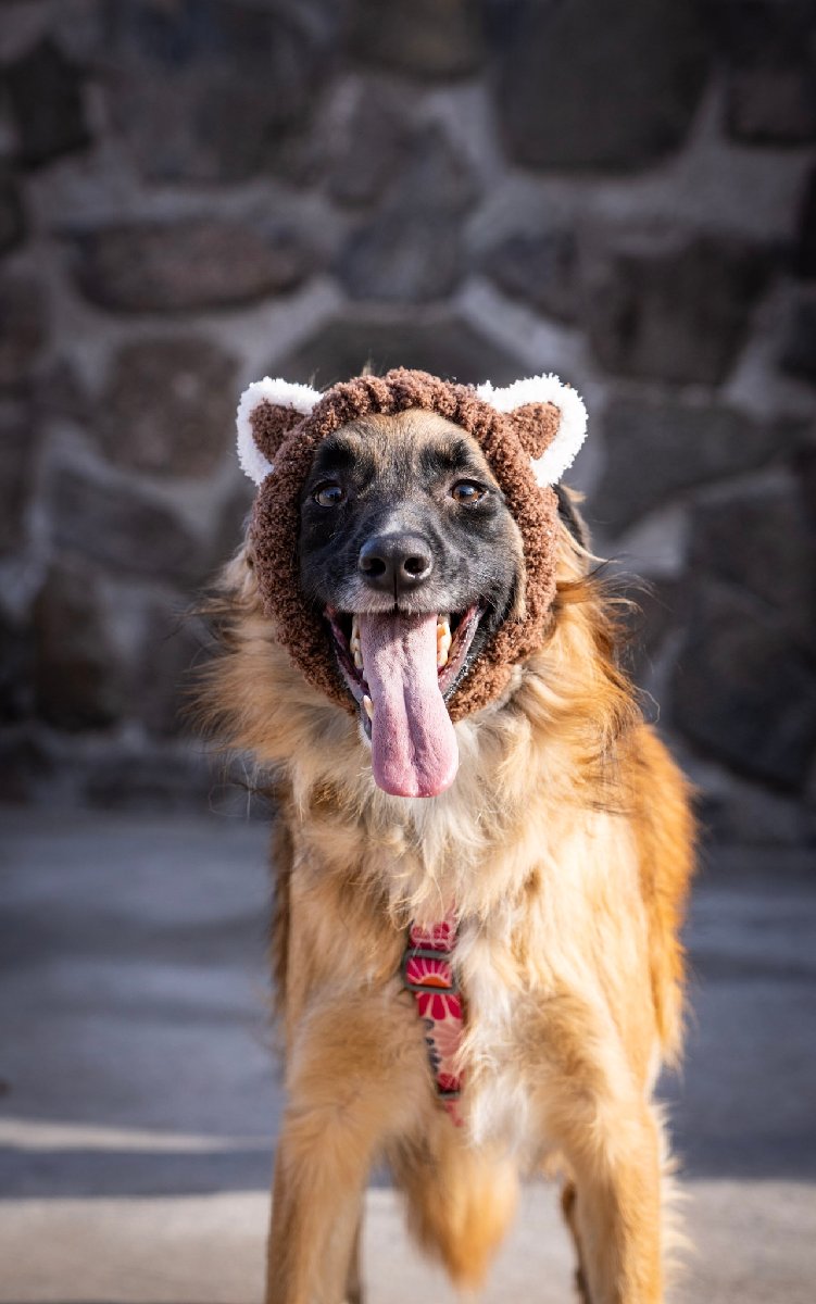 Foto de OSITO