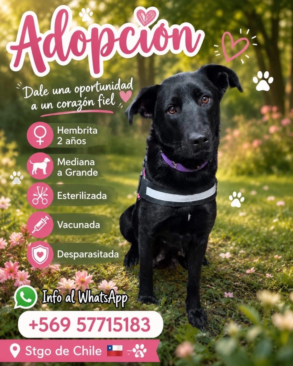 Foto de Perrito