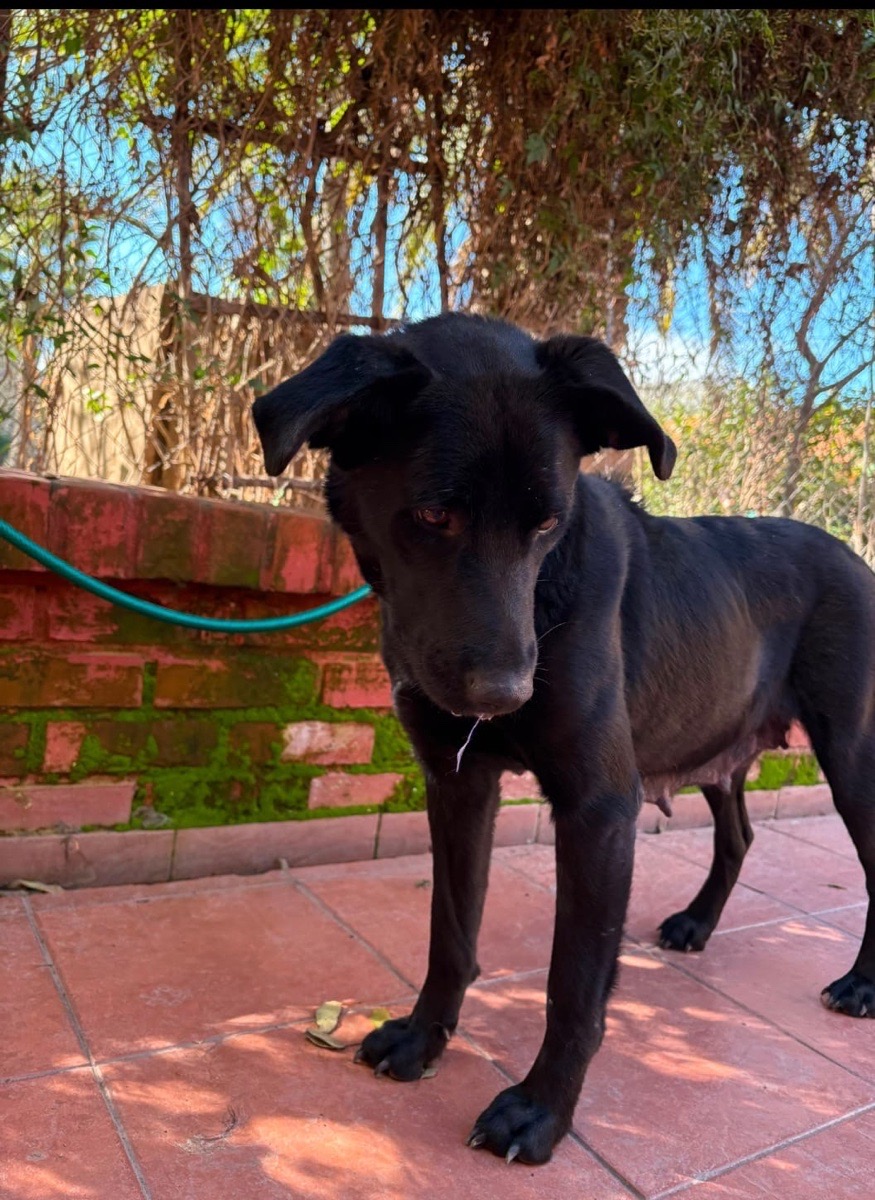 Foto de Perrito
