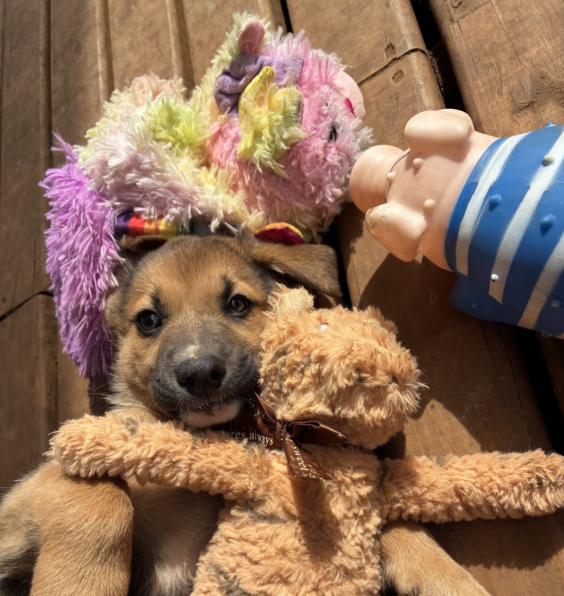 Foto de Perrito, perro en adopción en Tomé