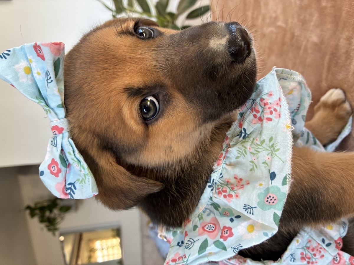 Foto de Perrito