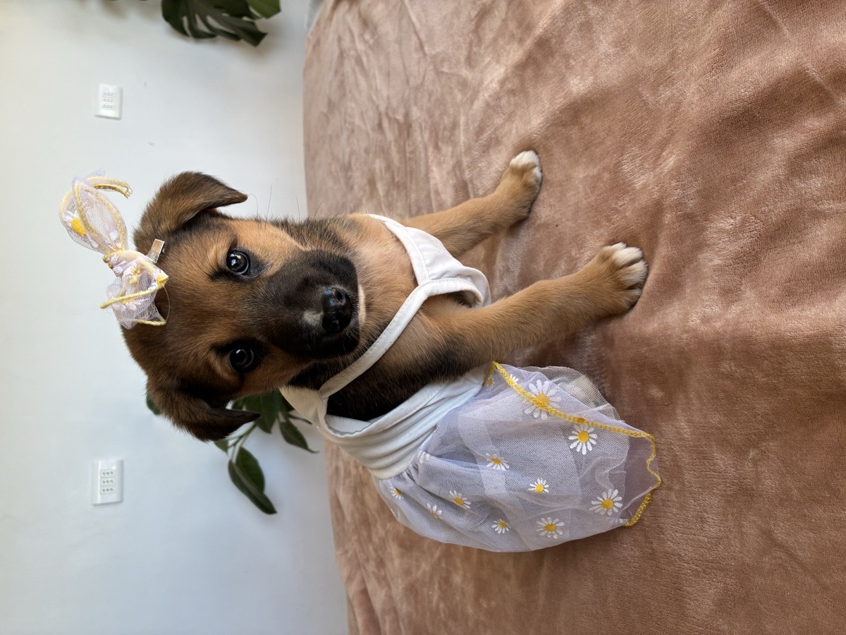 Foto de Perrito