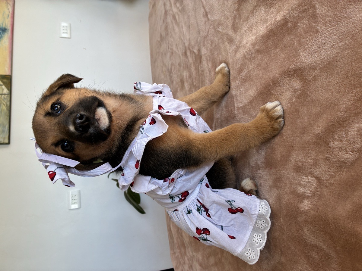 Foto de Perrito