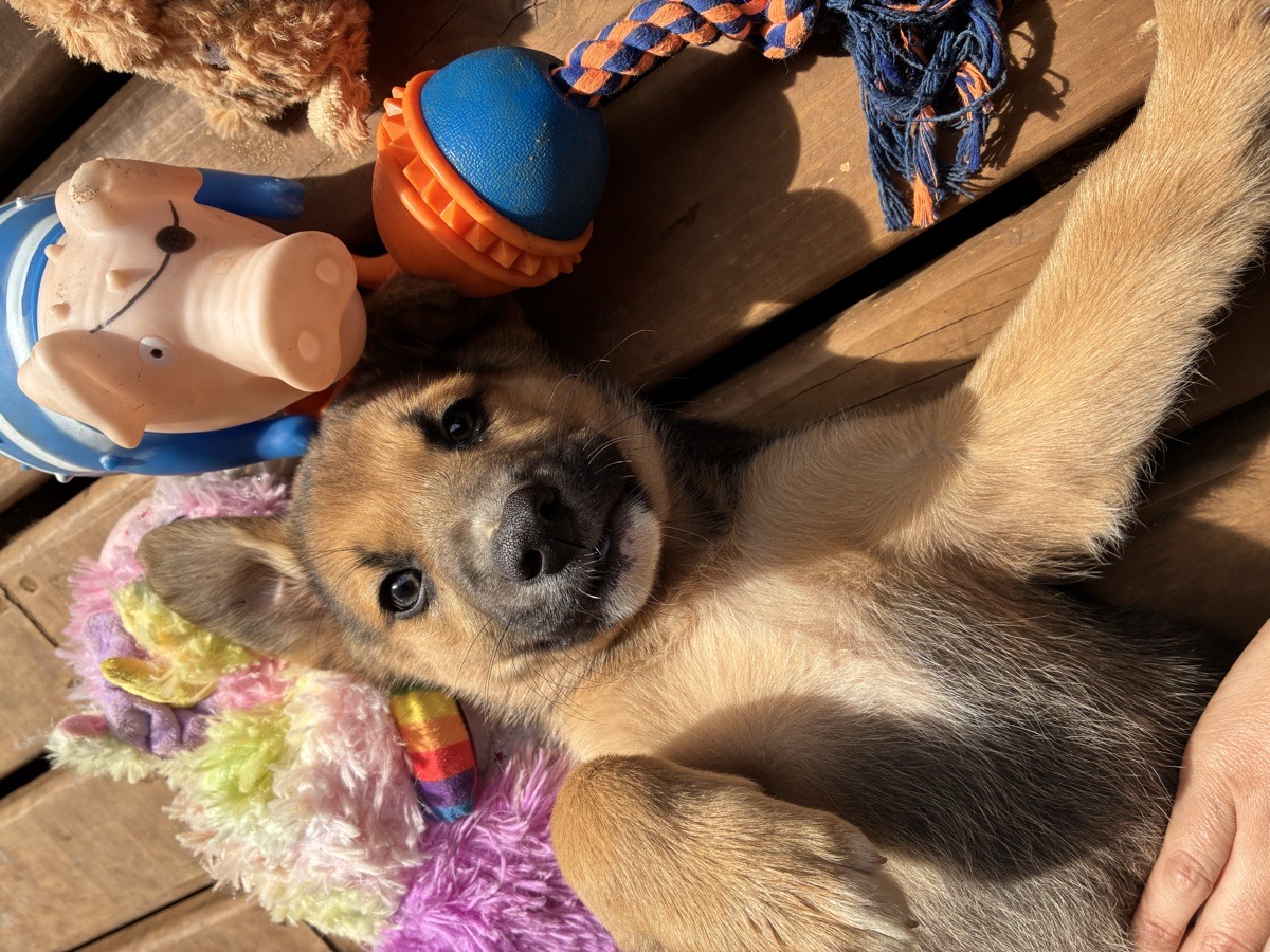 Foto de Perrito