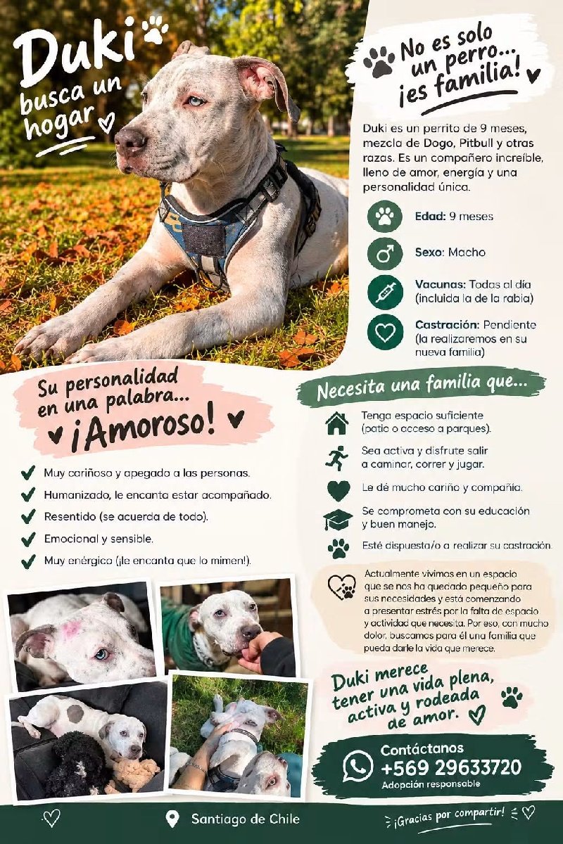 Foto de Perrito, perro en adopción en Estación Central