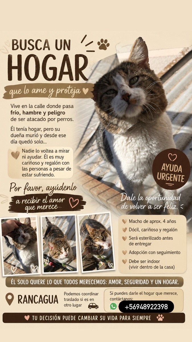 Foto de Gatito