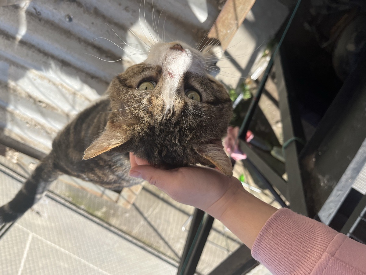 Foto de Gatito