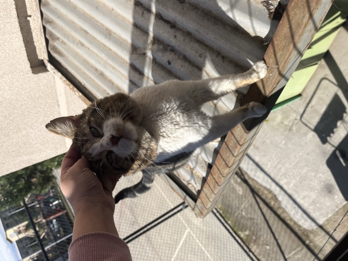 Foto de Gatito
