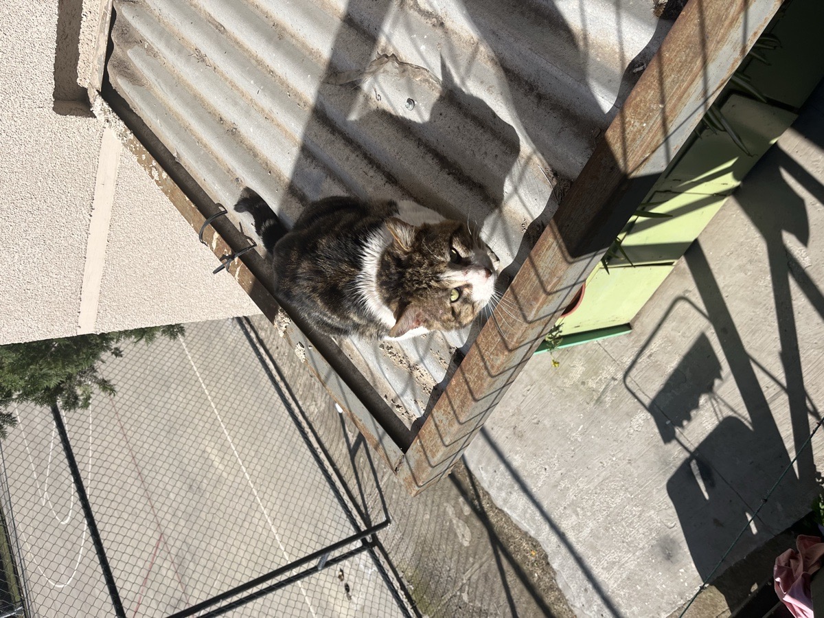 Foto de Gatito