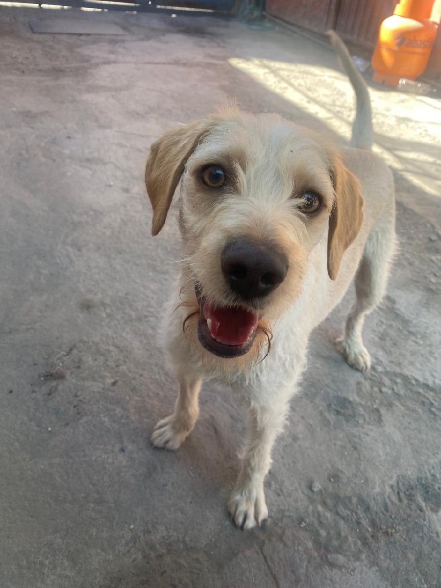 Foto de Perrito