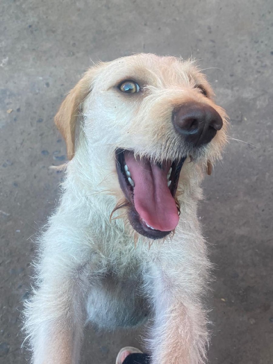 Foto de Perrito
