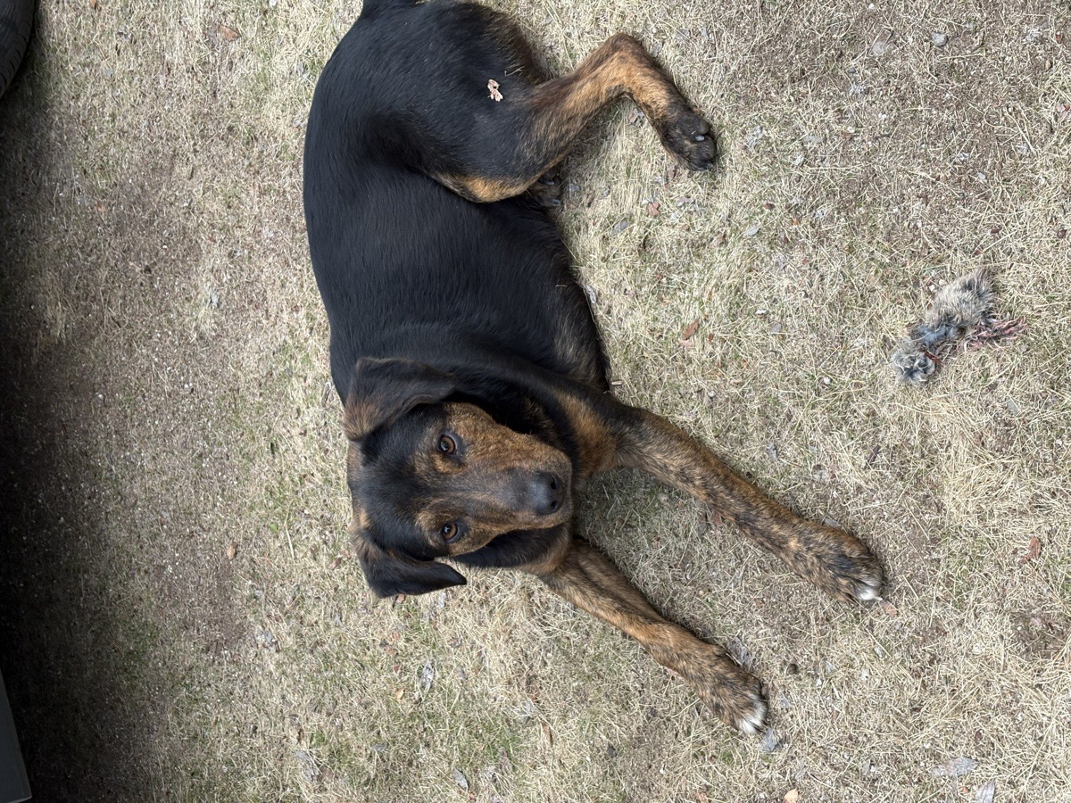 Foto de Apolo