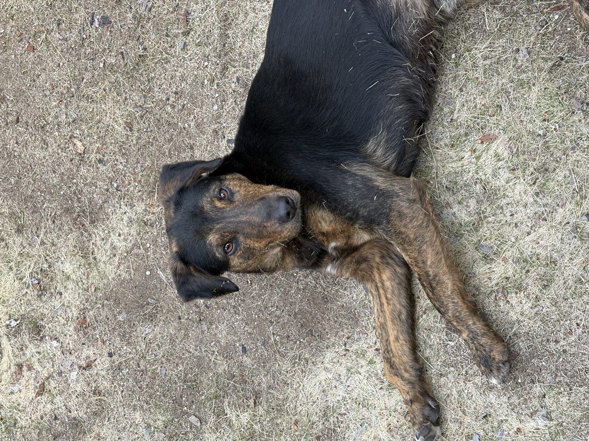 Foto de Apolo