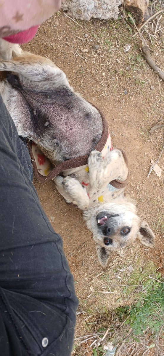 Foto de Lobita