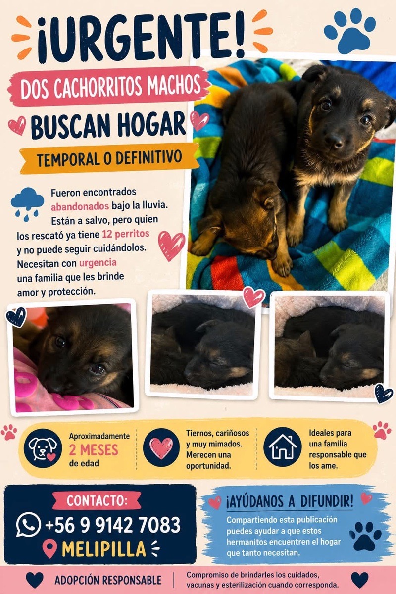 Foto de dos cachorros rescatados bajo la lluvia
