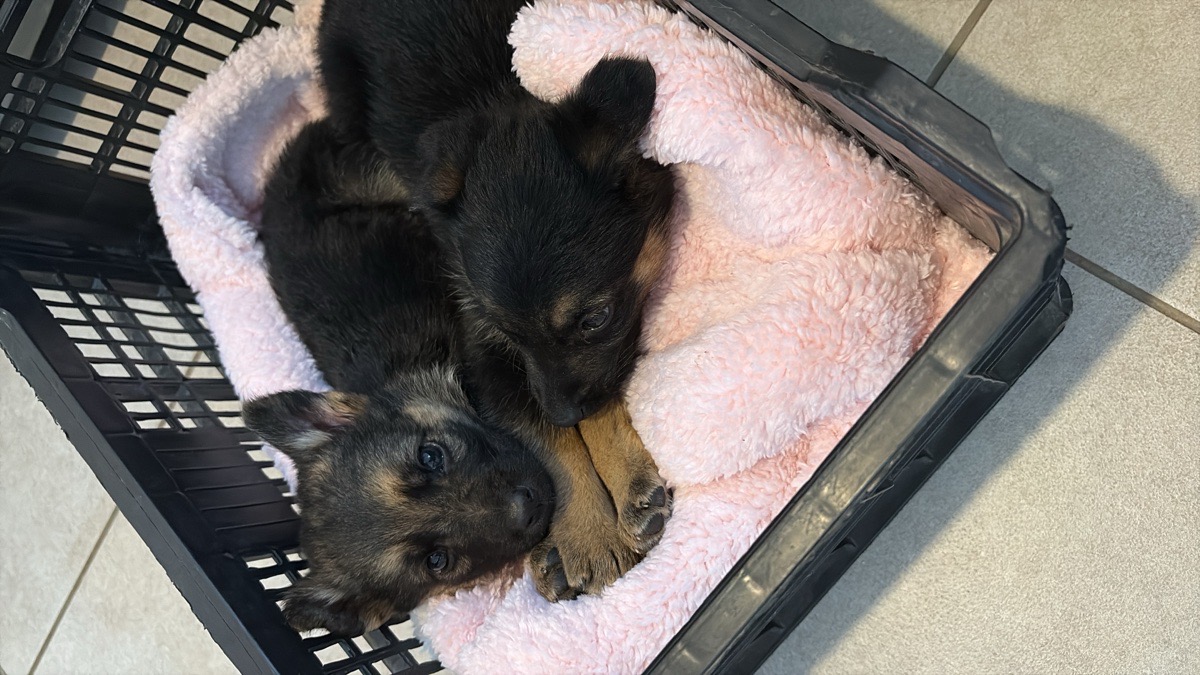 Foto de dos cachorros rescatados bajo la lluvia