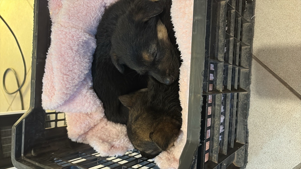 Foto de dos cachorros rescatados bajo la lluvia