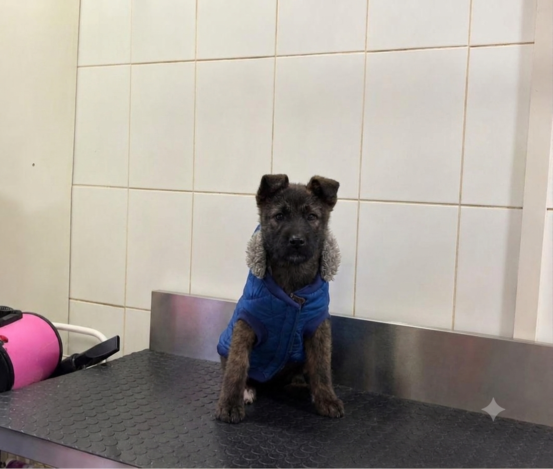 Foto de Pepa, perro en adopción en Padre Las Casas