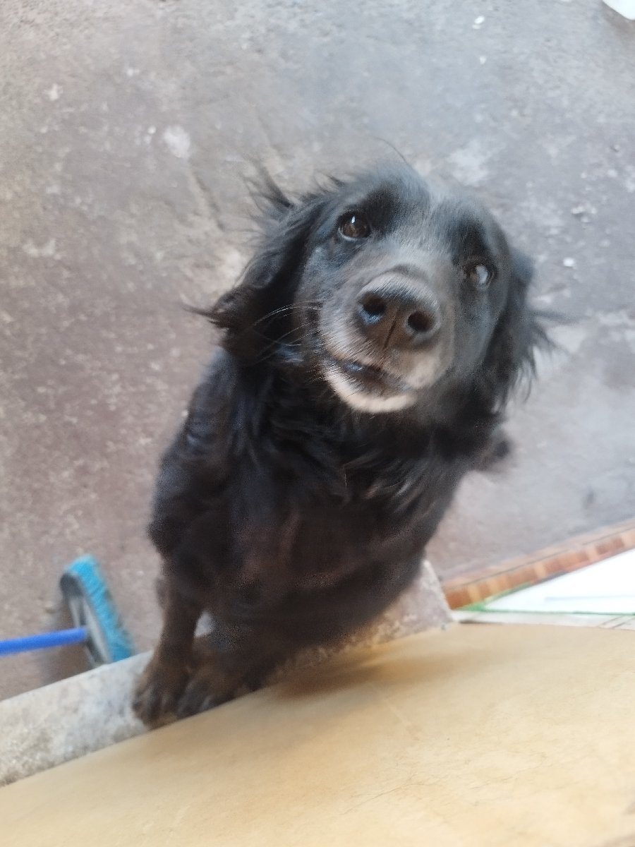 Foto de Hermanita, perro en adopción en El Monte