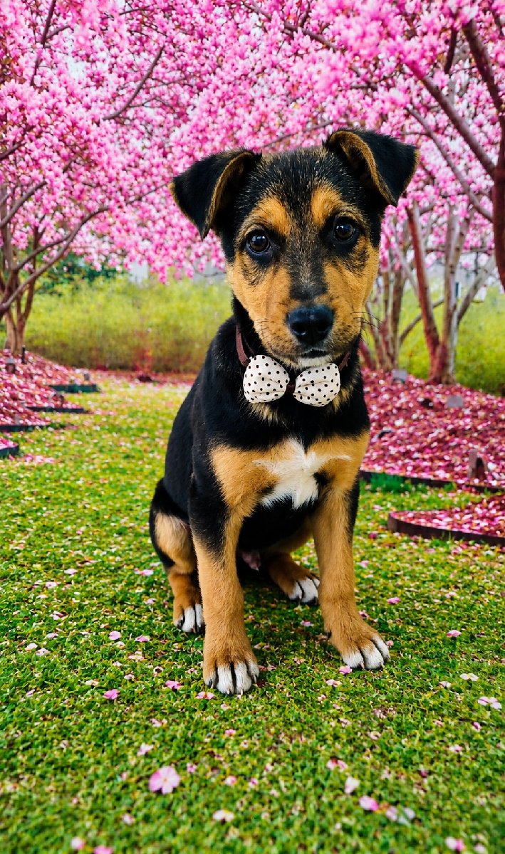 Foto de Mailo, perro en adopción en Longaví