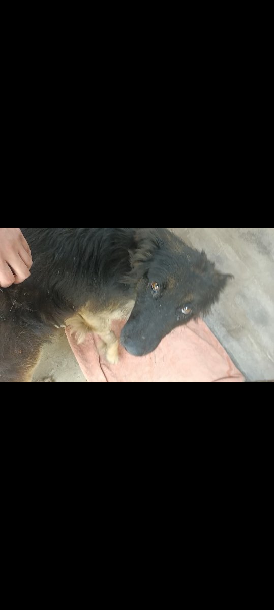 Foto de Negrito
