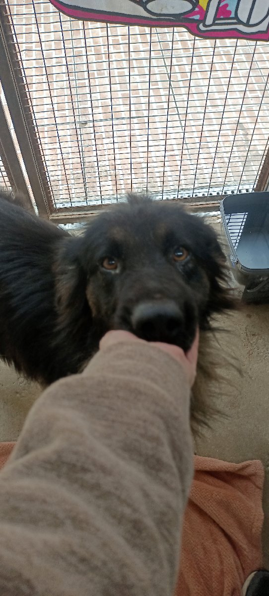 Foto de Negrito
