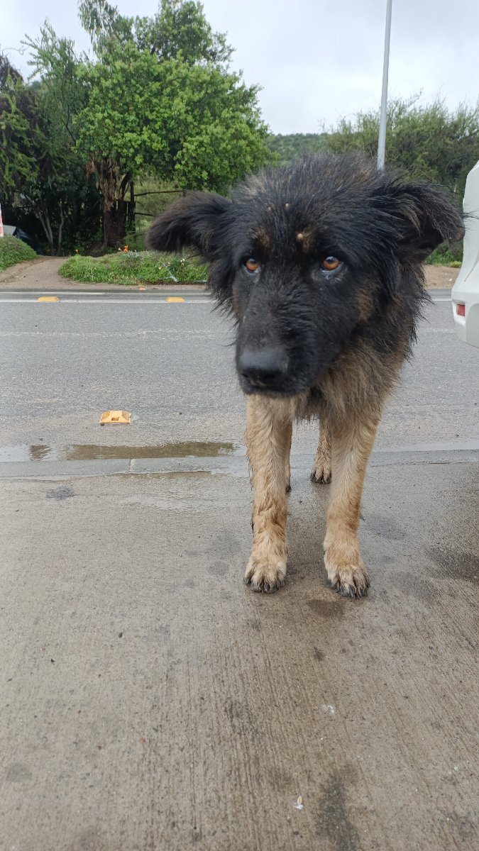 Foto de Negrito