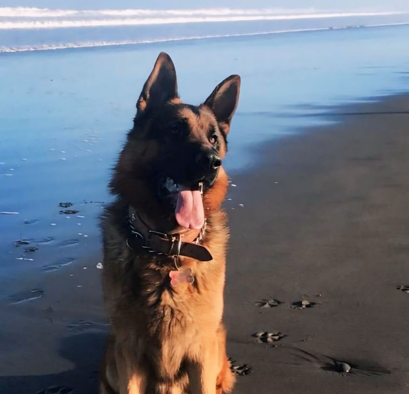 Foto de Anuk, perro en adopción en La Reina