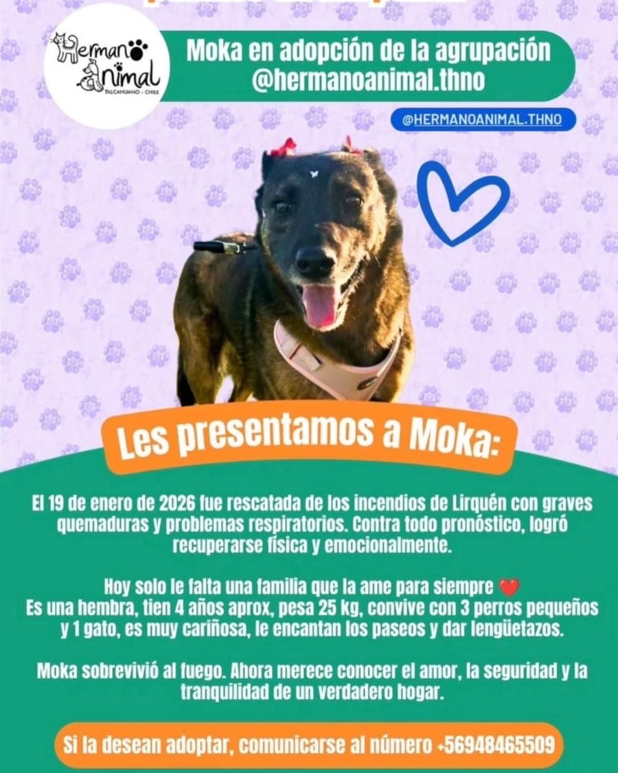 Foto de Perrito