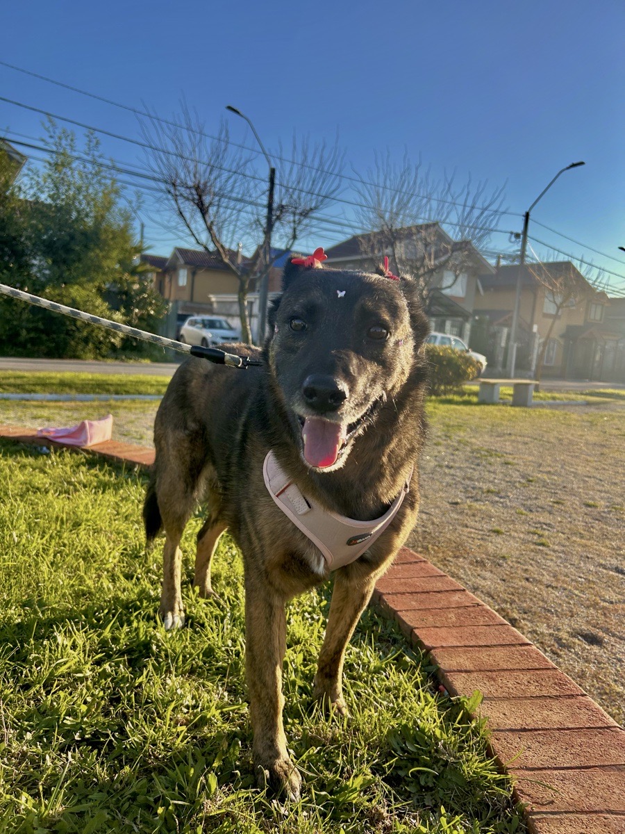Foto de Perrito