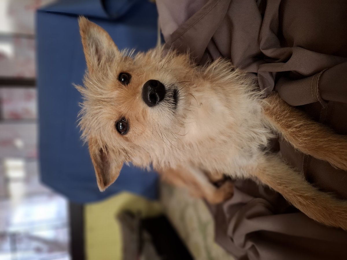 Foto de Perrito, perro en adopción