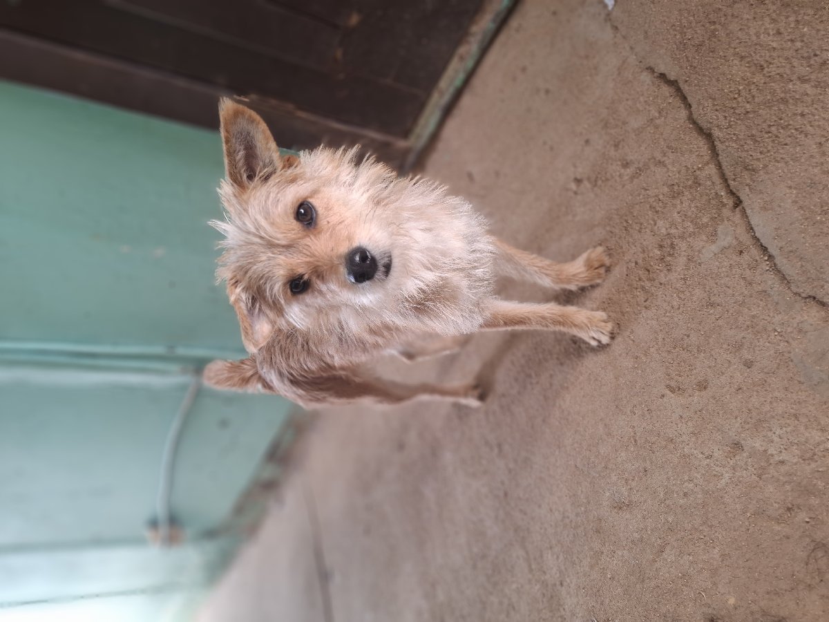 Foto de Perrito
