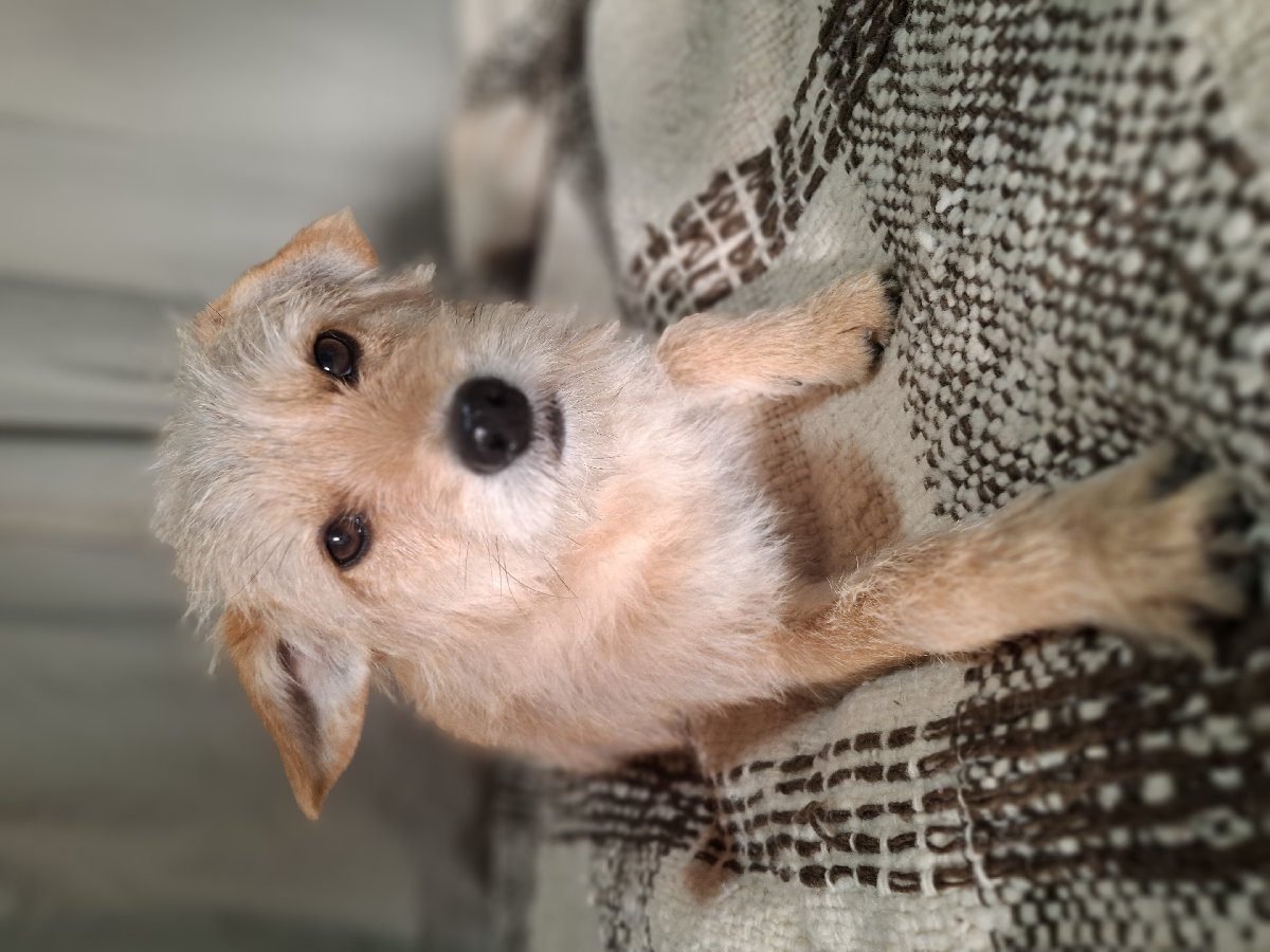 Foto de Coco