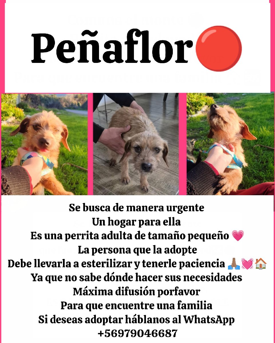Foto de Perlita ADOPTADA💓