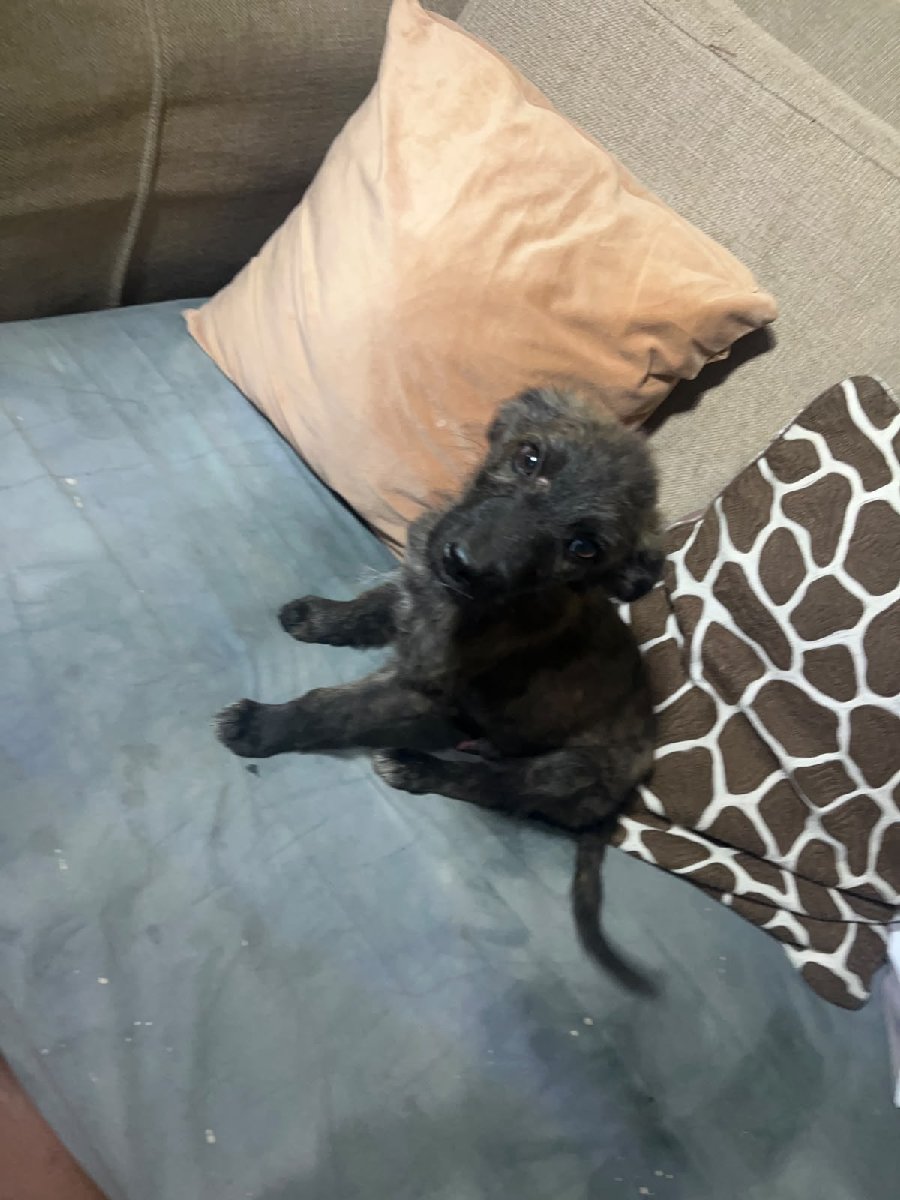 Foto de Perrito
