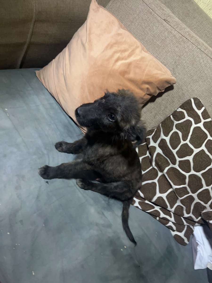 Foto de Perrito