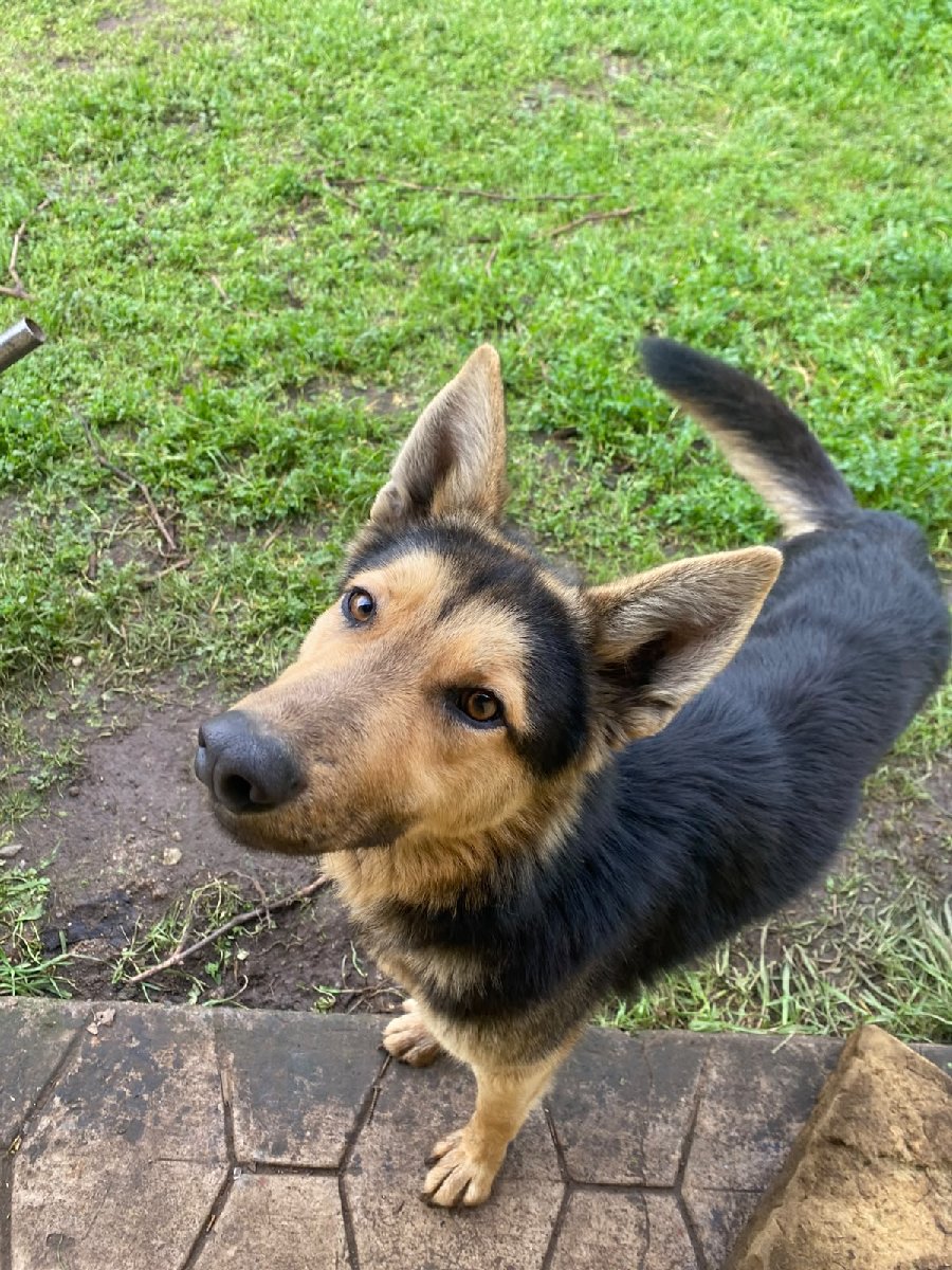 Foto de Aquiles-ladro leoncito