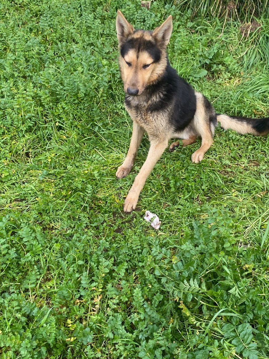Foto de Aquiles-ladro leoncito