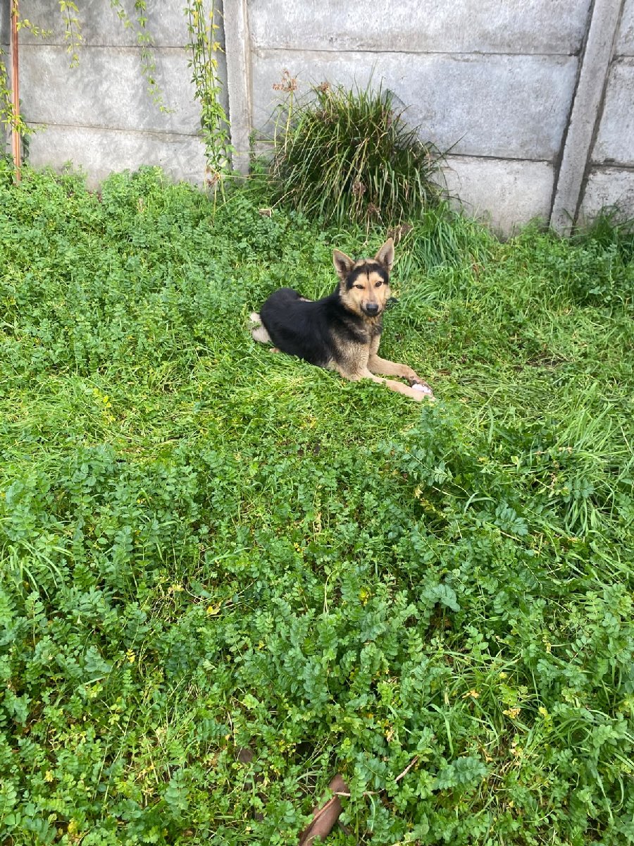 Foto de Aquiles-ladro leoncito